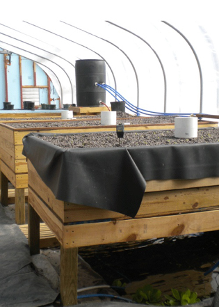 Nexus aquaculture system